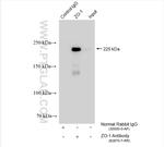ZO-1 Antibody in Immunoprecipitation (IP)