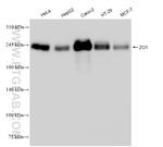 ZO-1 Antibody in Western Blot (WB)