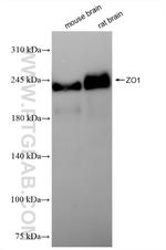 ZO-1 Antibody in Western Blot (WB)