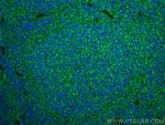 NOX2 Antibody in Immunohistochemistry (PFA fixed) (IHC (PFA))