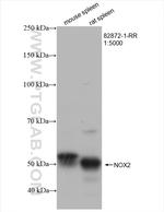 NOX2 Antibody in Western Blot (WB)