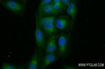 SHPK Antibody in Immunocytochemistry (ICC/IF)