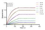 SHPK Antibody in Surface plasmon resonance (SPR)