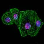 NOP58 Antibody in Immunocytochemistry (ICC/IF)