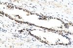 NOP58 Antibody in Immunohistochemistry (Paraffin) (IHC (P))