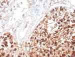 Eosinophil Peroxidase (EPX) Monoclonal Antibody (rEPO104)
