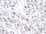 Eosinophil Peroxidase (EPX) Recombinant Rabbit Monoclonal Antibody (EPX/3908R)