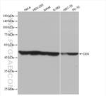 DEK Antibody in Western Blot (WB)