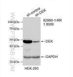 DEK Antibody in Western Blot (WB)