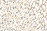 OAS1 Antibody in Immunohistochemistry (Paraffin) (IHC (P))
