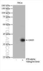 OAS1 Antibody in Western Blot (WB)