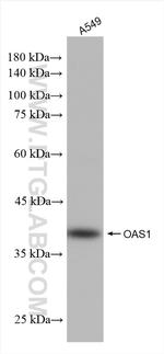 OAS1 Antibody in Western Blot (WB)