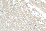 IFT88 Antibody in Immunohistochemistry (Paraffin) (IHC (P))