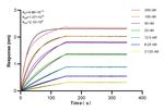 IFT88 Antibody in Surface plasmon resonance (SPR)