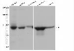 IFT88 Antibody in Western Blot (WB)