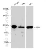 IFT88 Antibody in Western Blot (WB)