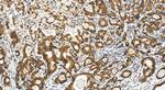 Emerin Antibody in Immunohistochemistry (Paraffin) (IHC (P))