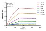 Emerin Antibody in Surface plasmon resonance (SPR)