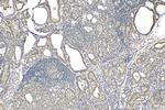 Emerin Antibody in Immunohistochemistry (Paraffin) (IHC (P))