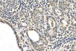 Emerin Antibody in Immunohistochemistry (Paraffin) (IHC (P))