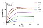 Emerin Antibody in Surface plasmon resonance (SPR)