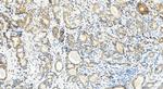 Emerin Antibody in Immunohistochemistry (Paraffin) (IHC (P))