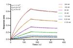 Emerin Antibody in Surface plasmon resonance (SPR)