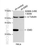 Emerin Antibody in Western Blot (WB)