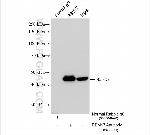 RBM17 Antibody in Immunoprecipitation (IP)