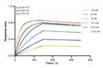 RBM17 Antibody in Surface plasmon resonance (SPR)