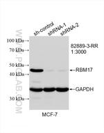 RBM17 Antibody in Western Blot (WB)