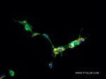 RRBP1 Antibody in Immunocytochemistry (ICC/IF)
