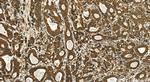 RRBP1 Antibody in Immunohistochemistry (Paraffin) (IHC (P))