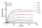RRBP1 Antibody in Surface plasmon resonance (SPR)