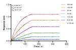 TRIM62 Antibody in Surface plasmon resonance (SPR)