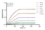 NSUN2 Antibody in Surface plasmon resonance (SPR)