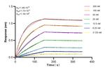 SLC30A1 Antibody in Surface plasmon resonance (SPR)