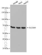 SLC30A1 Antibody in Western Blot (WB)