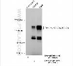 FANCM Antibody in Immunoprecipitation (IP)