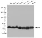 KPNA4 Antibody in Western Blot (WB)