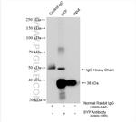 Synaptophysin Antibody in Immunoprecipitation (IP)