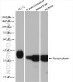 Synaptophysin Antibody in Western Blot (WB)