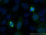 AURKA Antibody in Immunocytochemistry (ICC/IF)