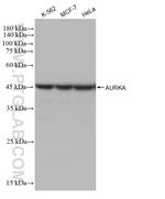 AURKA Antibody in Western Blot (WB)
