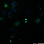 AURKA Antibody in Immunocytochemistry (ICC/IF)