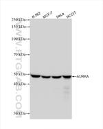 AURKA Antibody in Western Blot (WB)