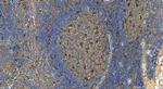 IL-18 Antibody in Immunohistochemistry (Paraffin) (IHC (P))