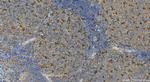 IL-18 Antibody in Immunohistochemistry (Paraffin) (IHC (P))