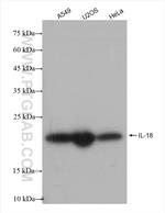 IL-18 Antibody in Western Blot (WB)