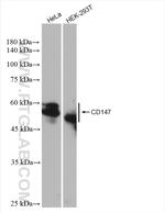 CD147 Antibody in Western Blot (WB)